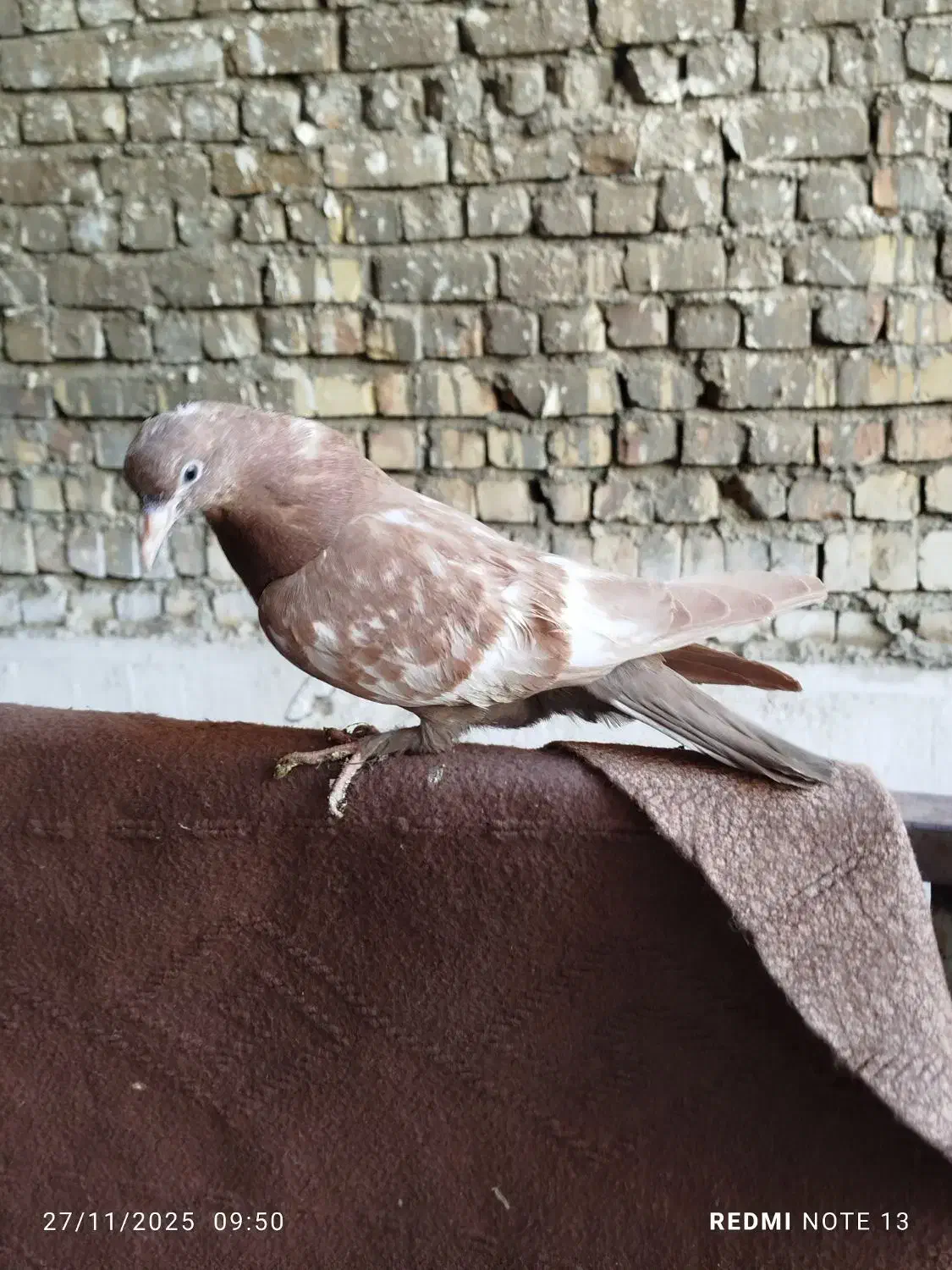 کفتر جوجه سینه دم قهوایی و طوقی|پرنده|قم, تولید دارو و یخچال|دیوار