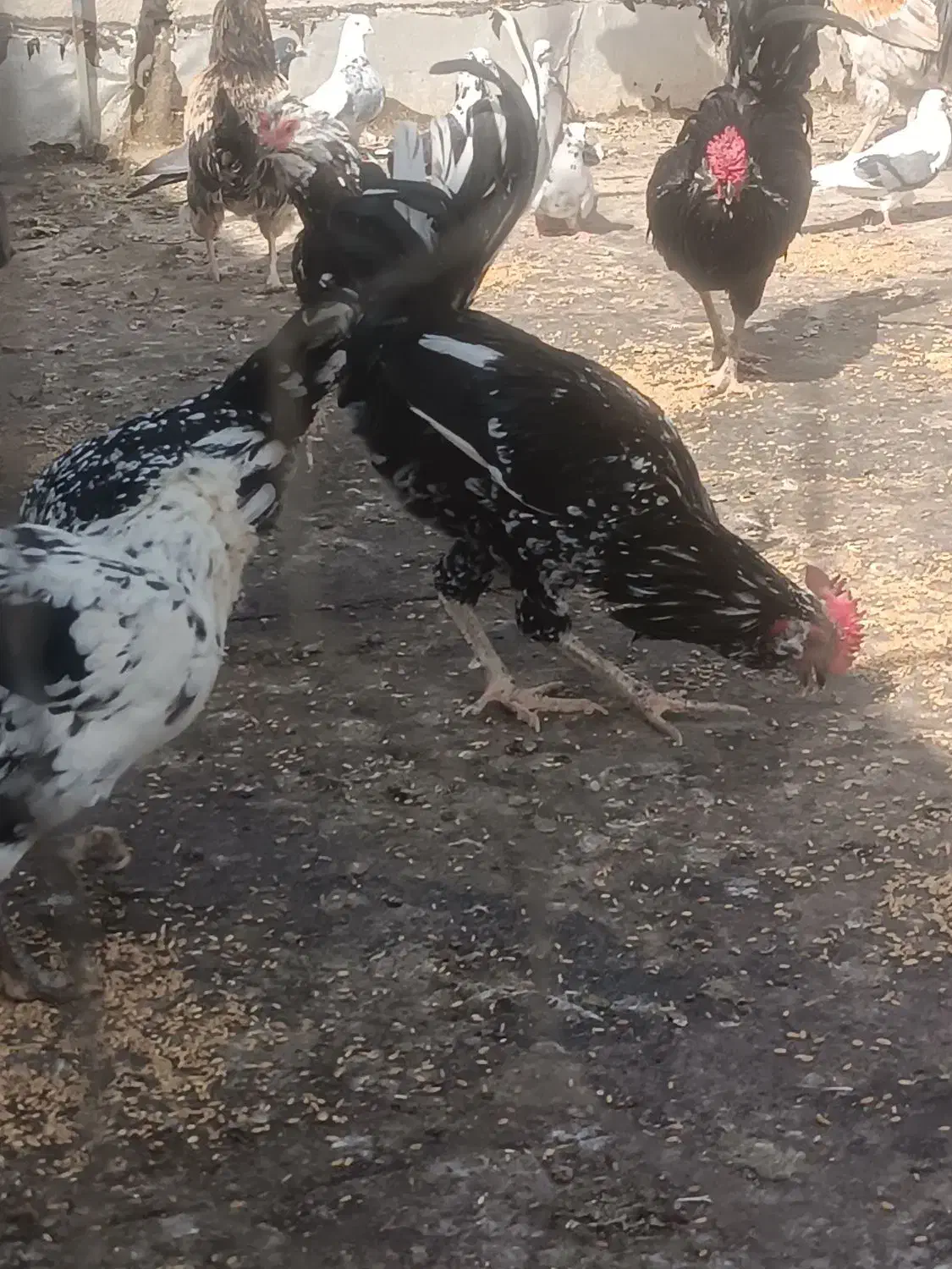 مرغ وخروس گلین|حیوانات مزرعه|قرچک, پویینک|دیوار