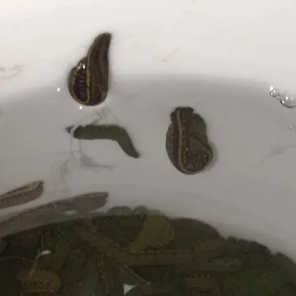 زالو  (فروش زالوی طبی  برای مصارف درمانی آرایشی)|آرایشی، بهداشتی، درمانی|ارومیه, |دیوار