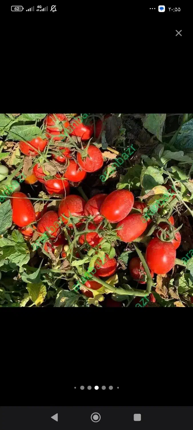 اجاره زمین کشاورزی|اجارهٔ دفتر صنعتی، کشاورزی، تجاری|نورآباد ممسنی, |دیوار