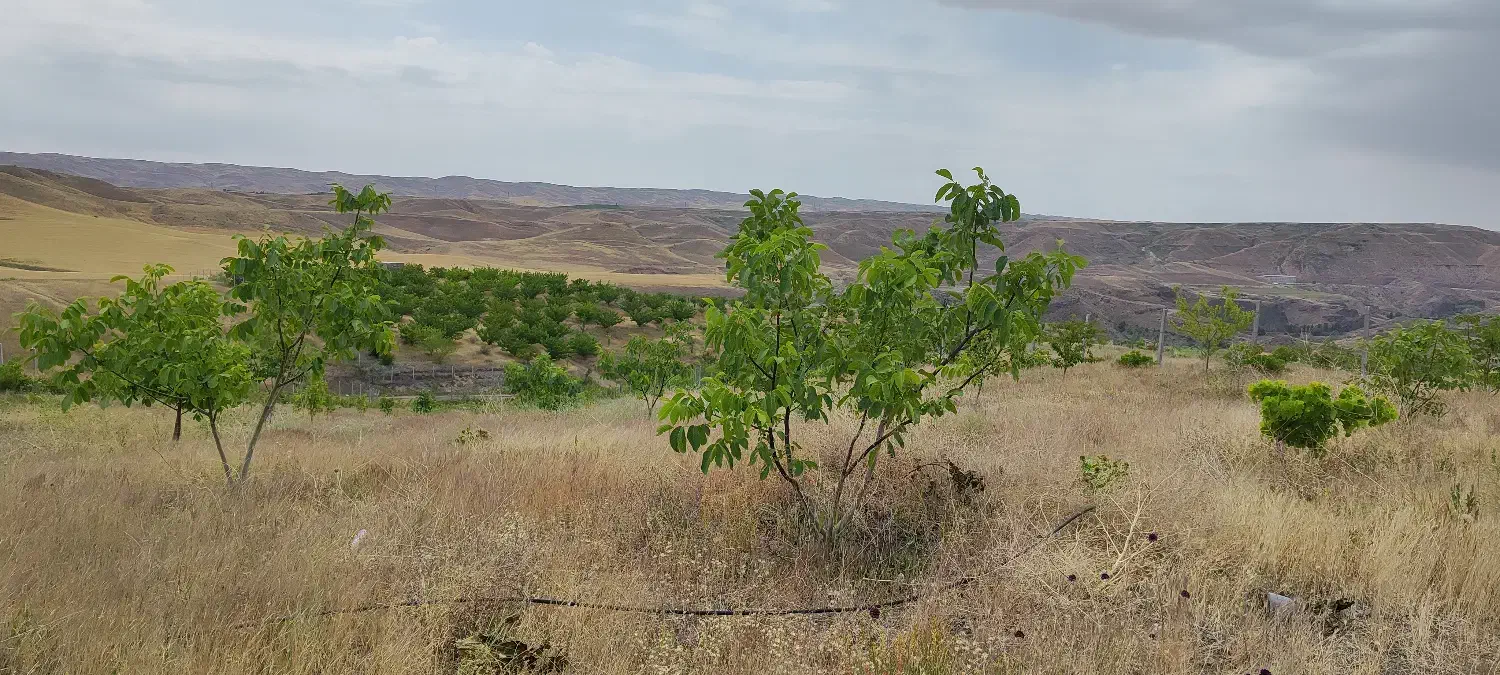 فروش باغ|فروش زمین و ملک کلنگی|میانه, |دیوار