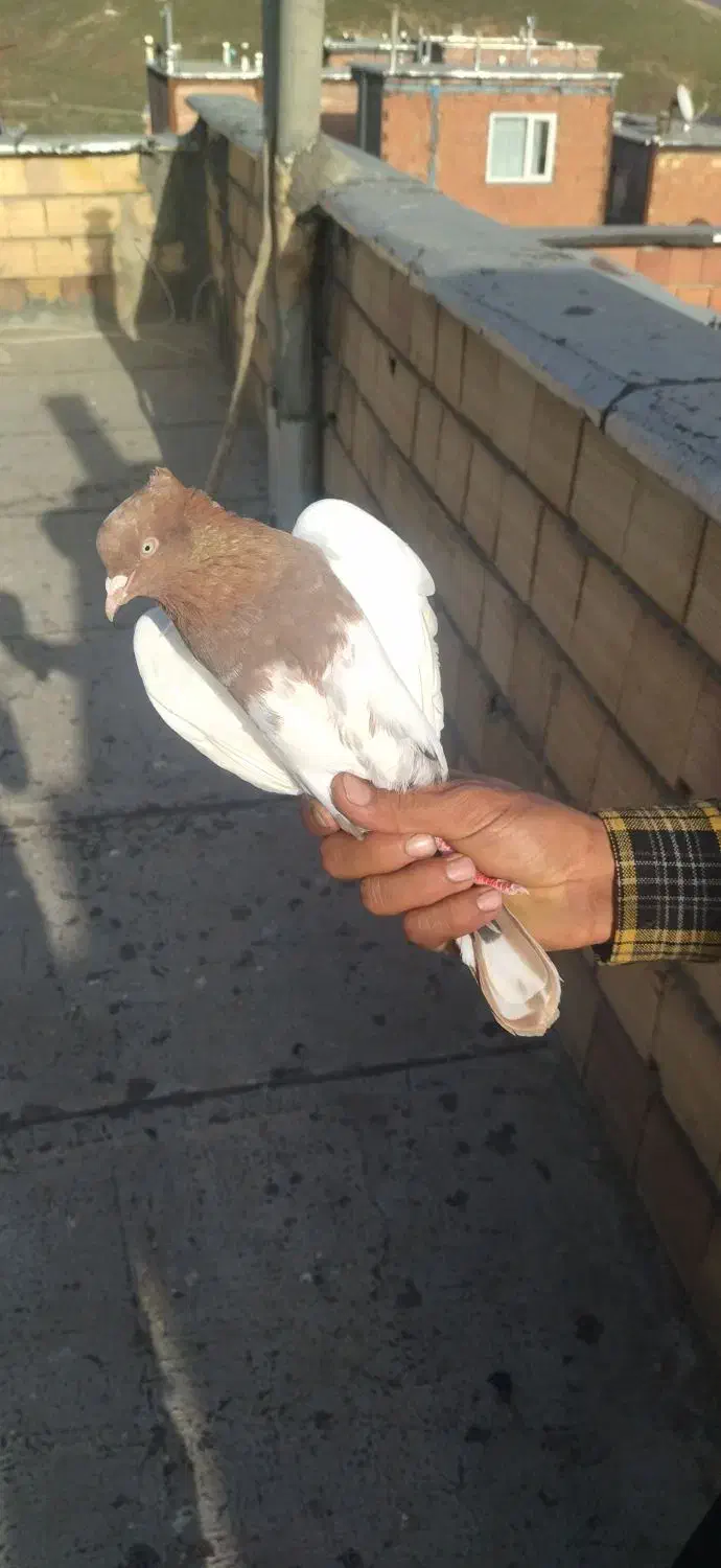 کبوتر|پرنده|مریوان, |دیوار