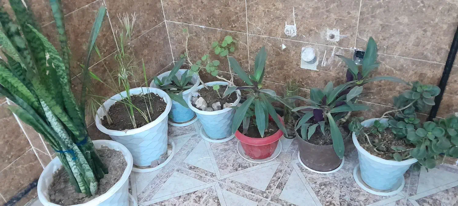 گل طبیعی|گل و گیاه طبیعی|مشهد, انقلاب|دیوار