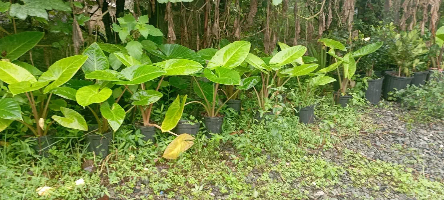 فروش بابا آدم|گل و گیاه طبیعی|رحیم‌آباد, |دیوار