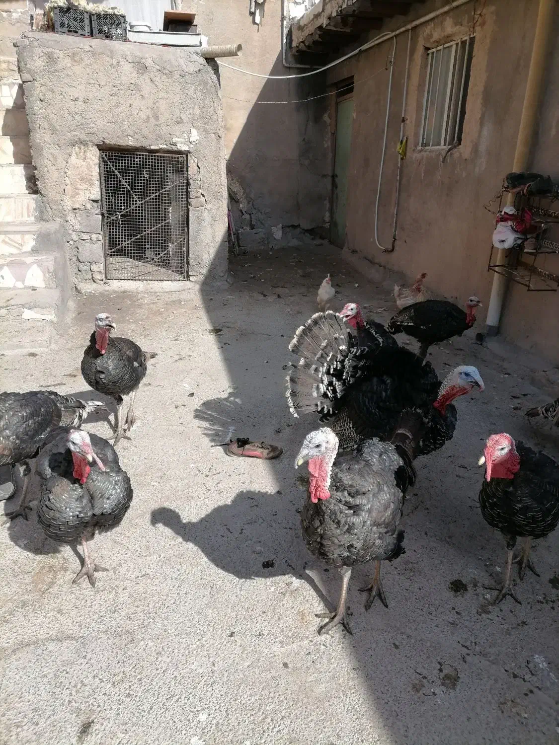 بقلم جوان سالم|حیوانات مزرعه|هرسین, |دیوار