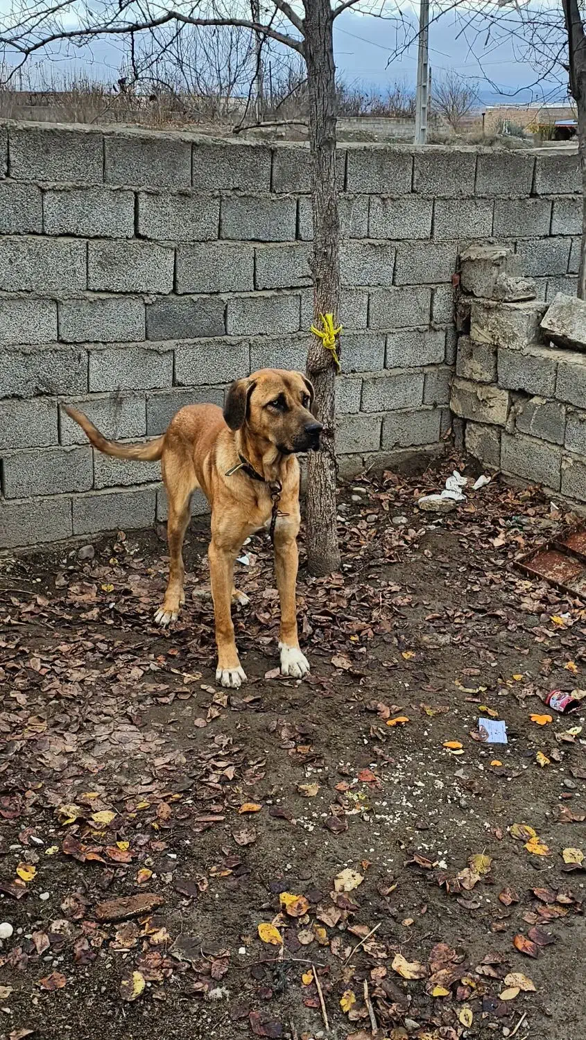 فروشی|سگ|گرمادوز, |دیوار