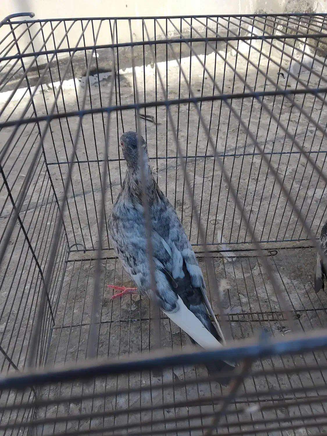 کبوتر فروشی|پرنده|شیروان (خراسان), |دیوار