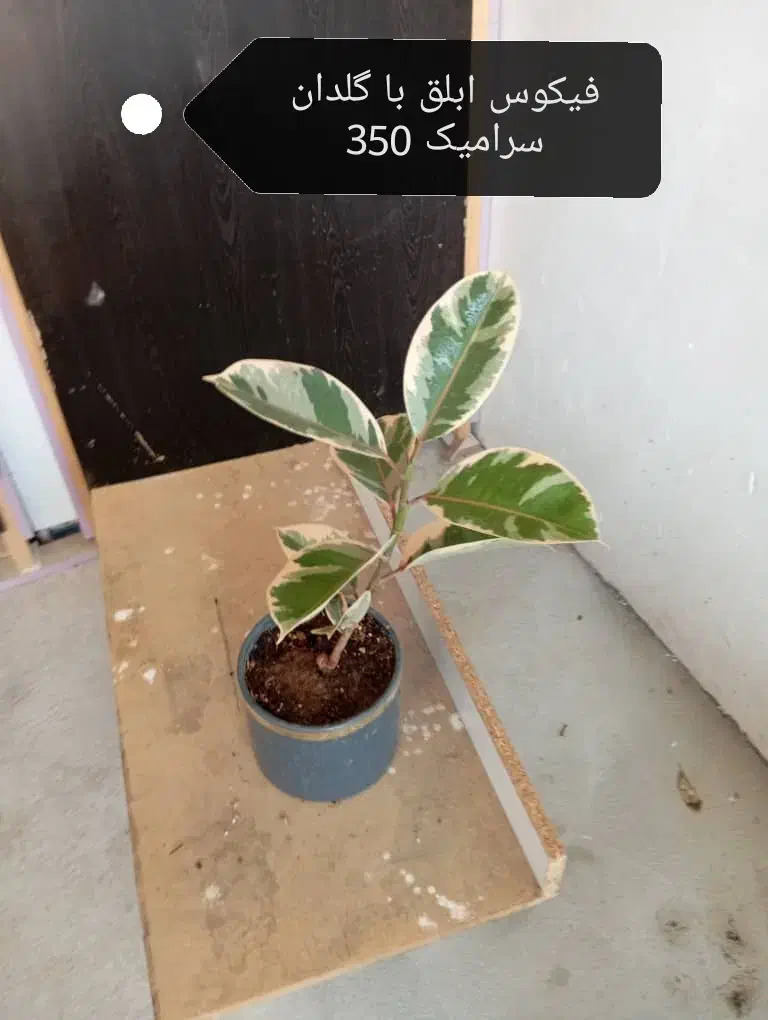 گیاه آپارتمانی دیفن و غیره|گل و گیاه طبیعی|وحدتیه, |دیوار