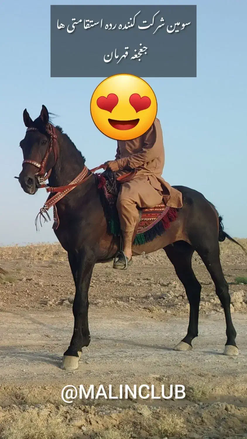 اسب یرقه|اسب و تجهیزات اسبسواری|تربتحیدریه, رجایی|دیوار