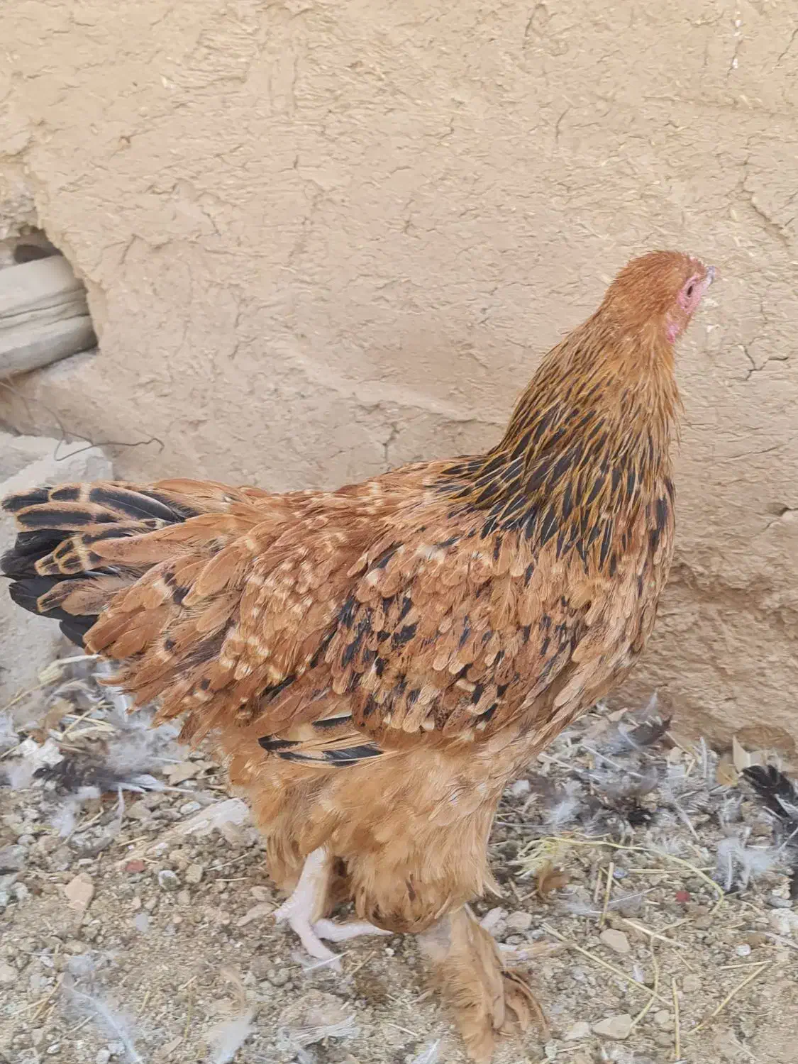 مرغ گلین|حیوانات مزرعه|رونیز, |دیوار