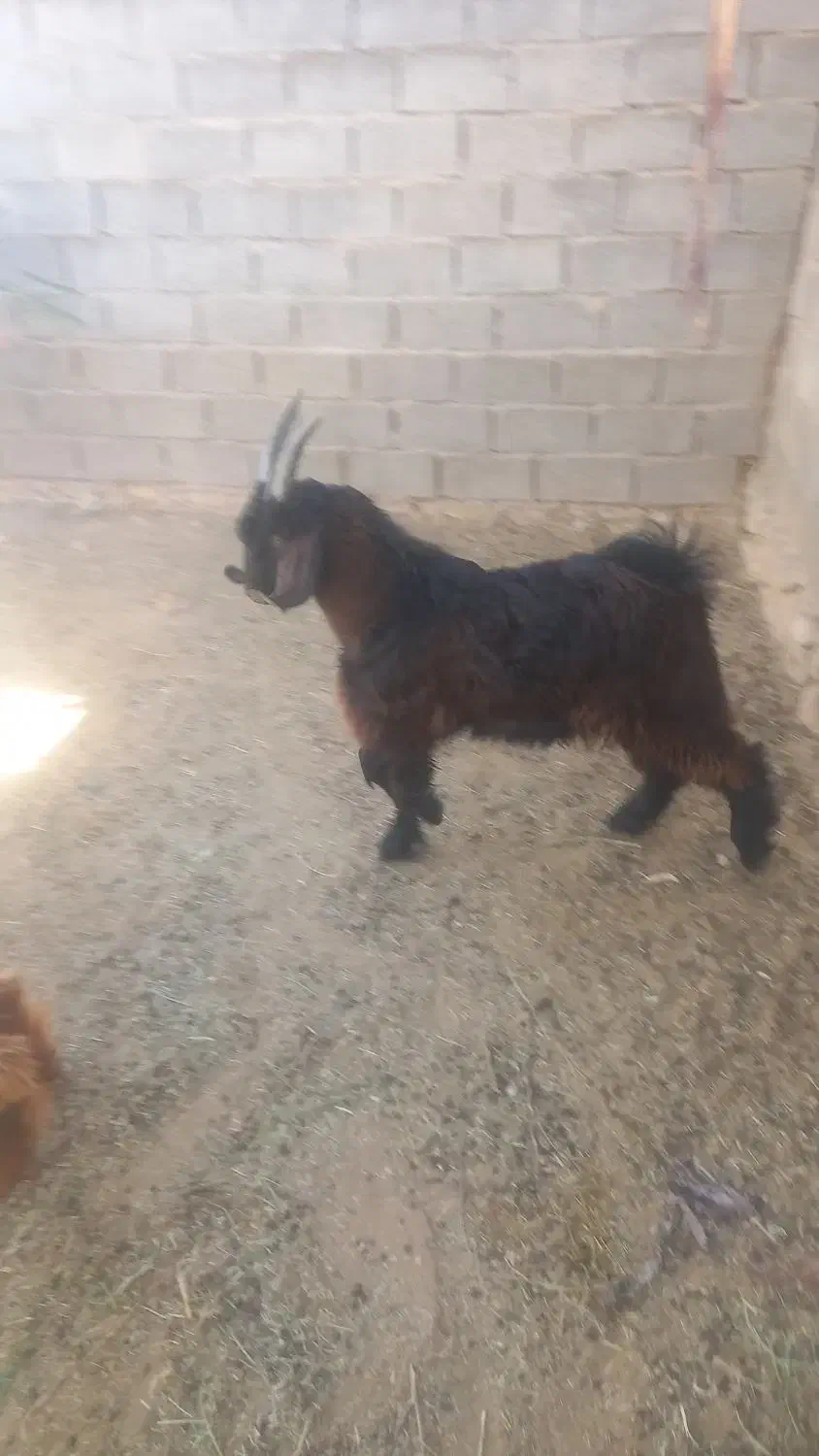 توافقی|حیوانات مزرعه|زرقان, |دیوار