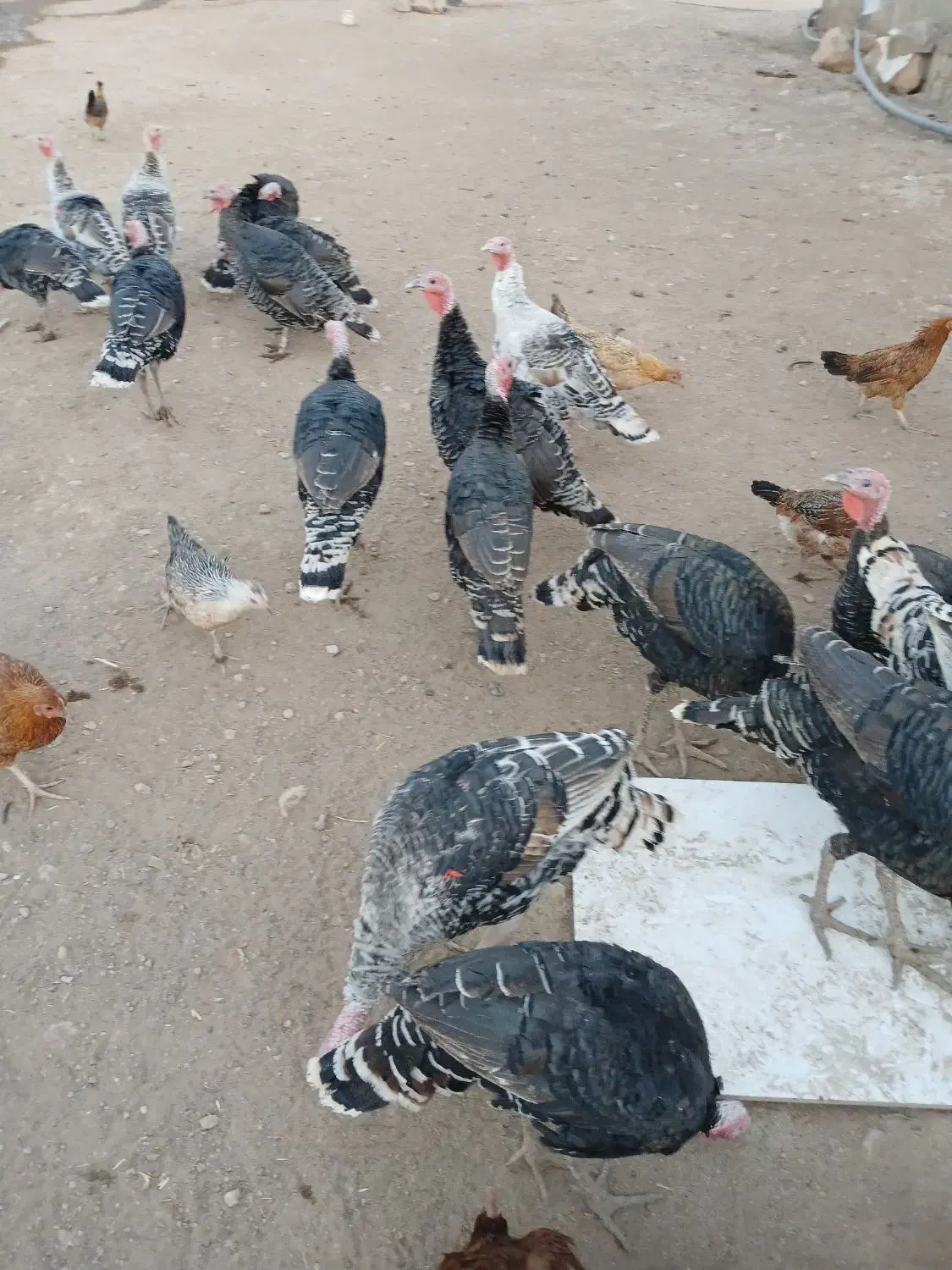 بوقلمون نر وماده جفتی ۳ ملیون سیصد|حیوانات مزرعه|کوهدشت, |دیوار