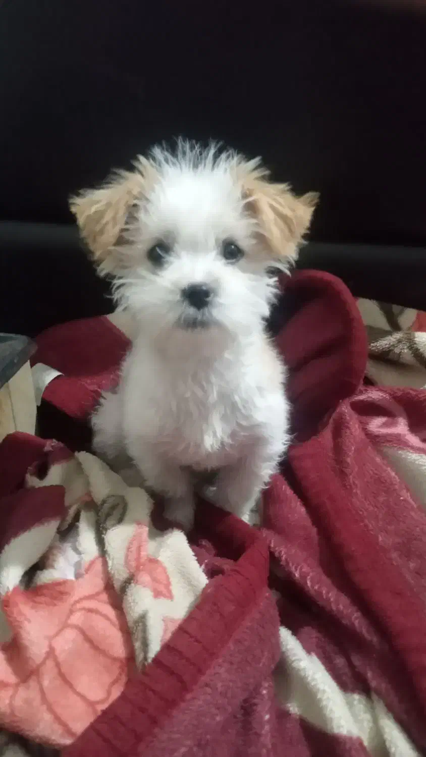 سک ۸ماه|سگ|اردبیل, |دیوار