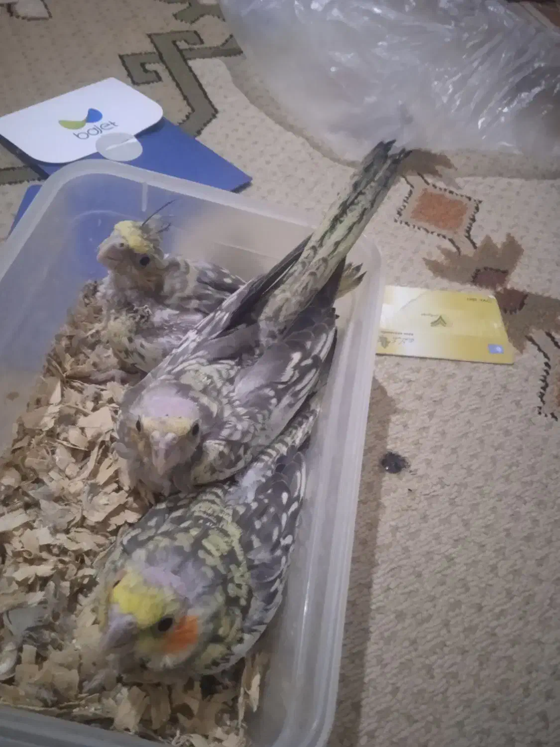 عروس هلندی جوجه|پرنده|مشکین‌دشت, |دیوار