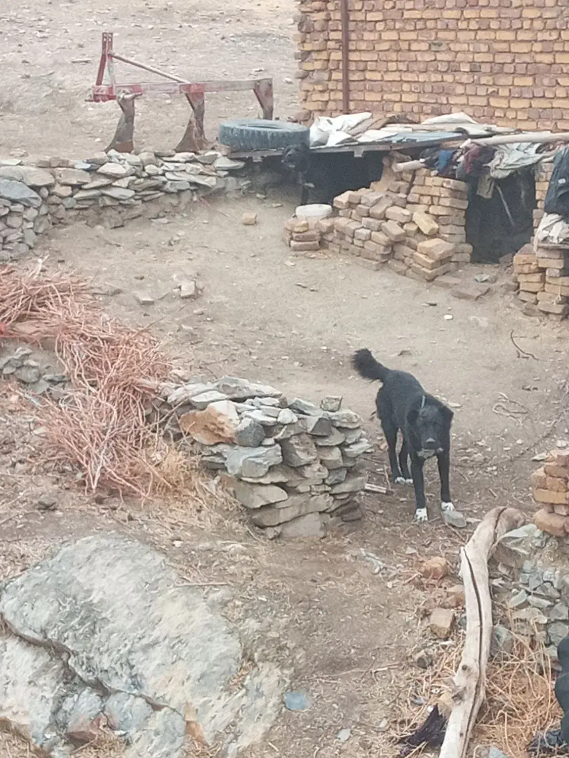 یک جفت سگ مناسب گله نگهبانی|سگ|ساروق, |دیوار