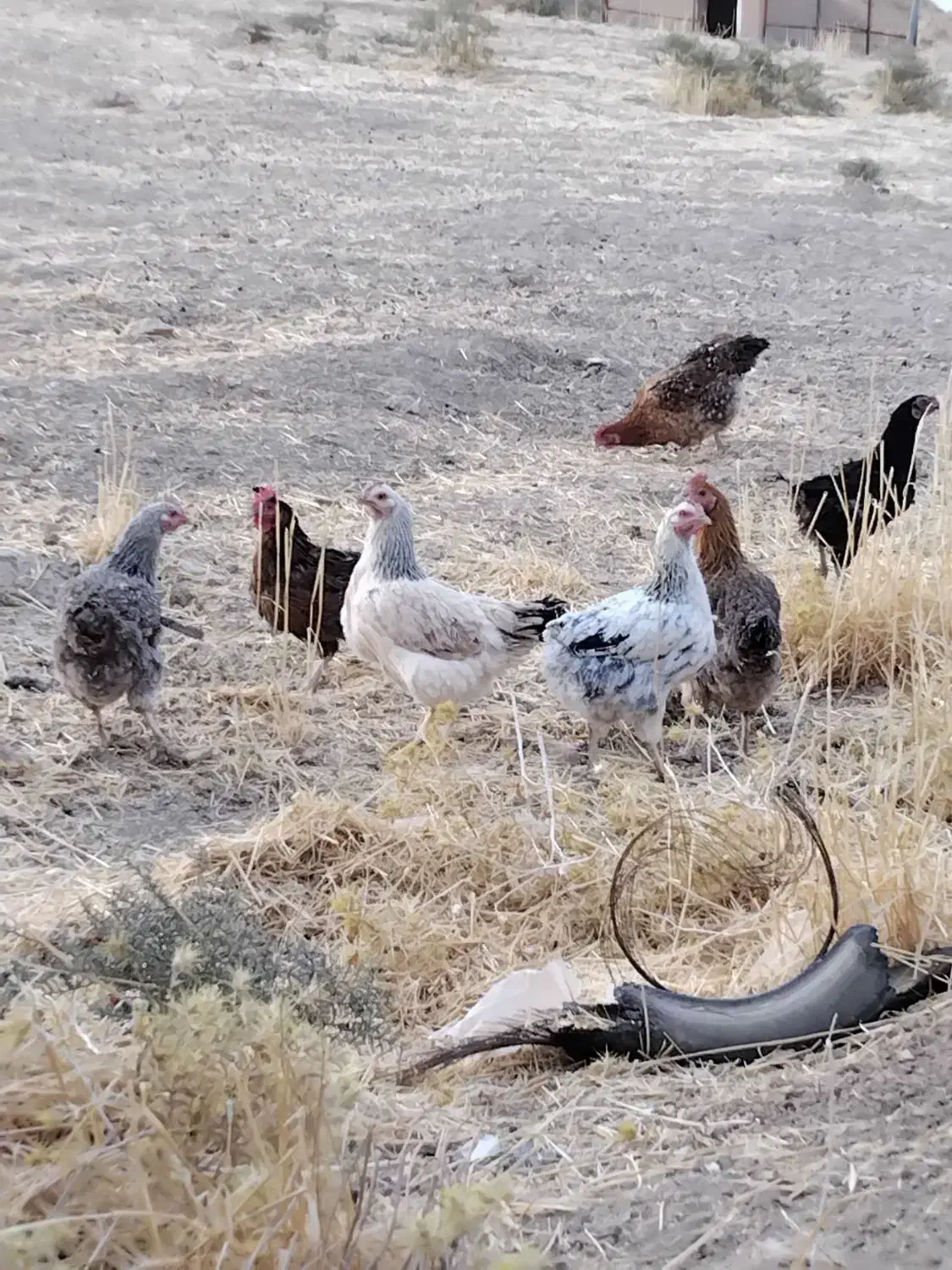 یازده مرغ چاق محلی ، هرکدوم350|حیوانات مزرعه|کوهدشت, |دیوار