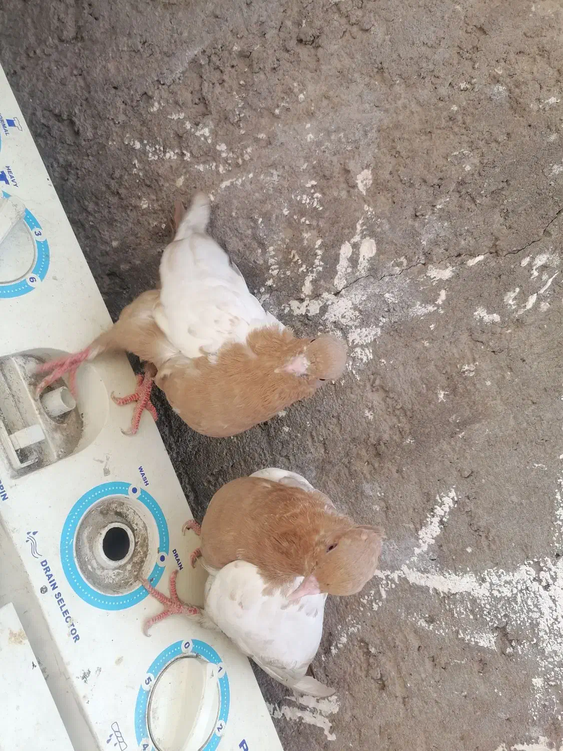 کفتر سینه ای|پرنده|بم, |دیوار