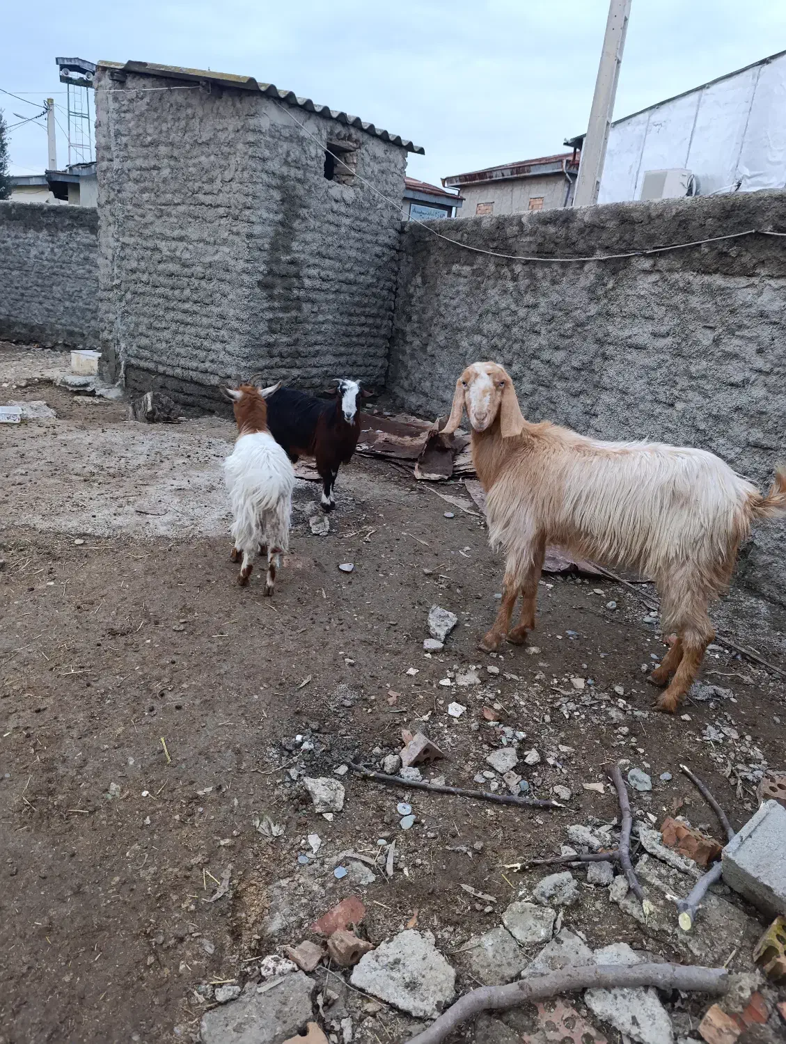 بزغاله ماده|حیوانات مزرعه|گمیشان, |دیوار