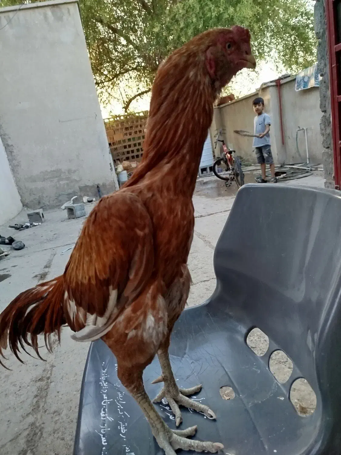 خروس|حیوانات مزرعه|میناب, |دیوار