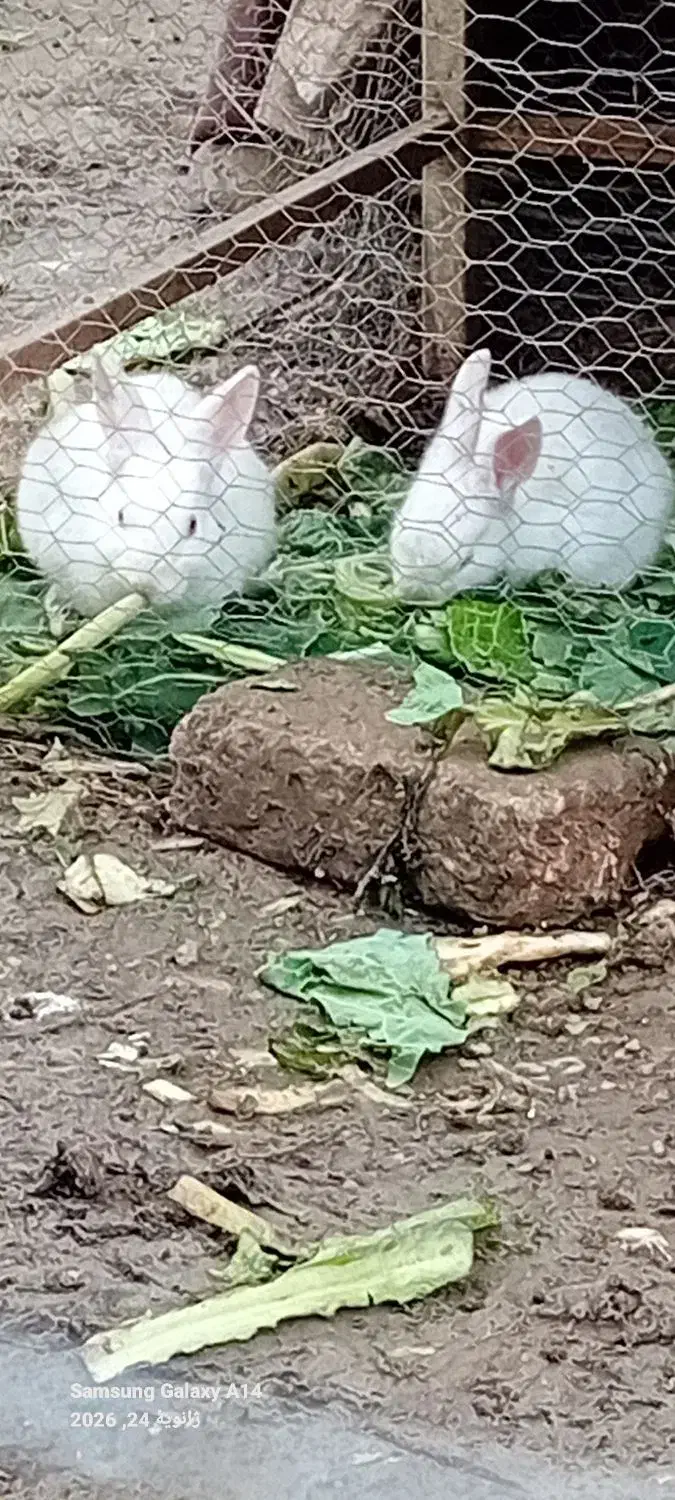 بچه خرگوش|موش و خرگوش|گرگان, |دیوار