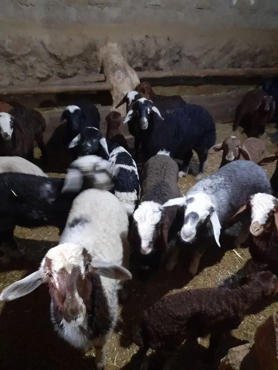 گوسفند داشتی|حیوانات مزرعه|بیلوار, |دیوار