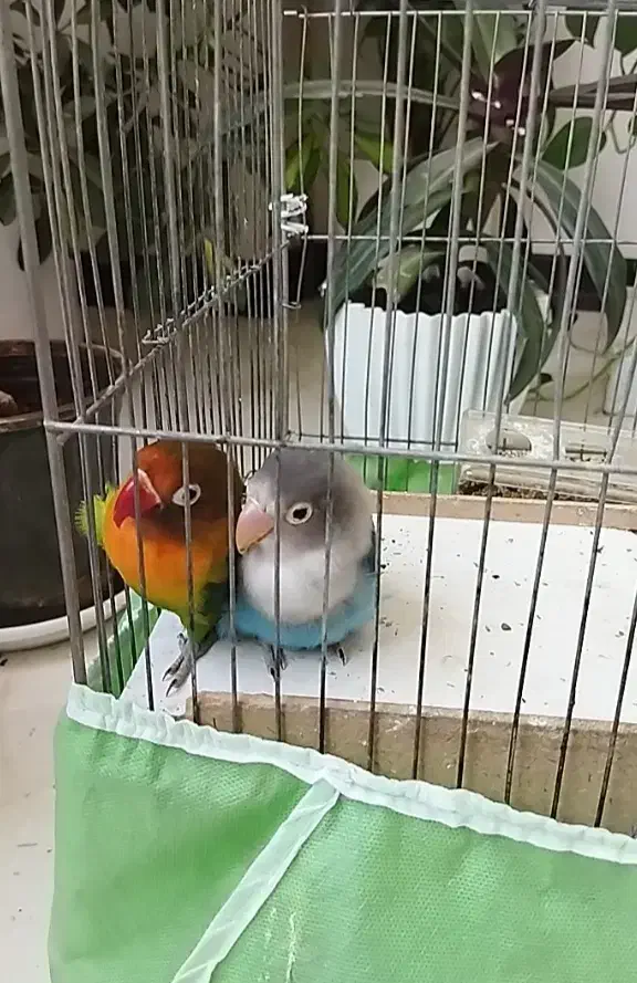 طوطی برزیلی کوتوله|پرنده|شاهین‌شهر, خانه کارگر|دیوار