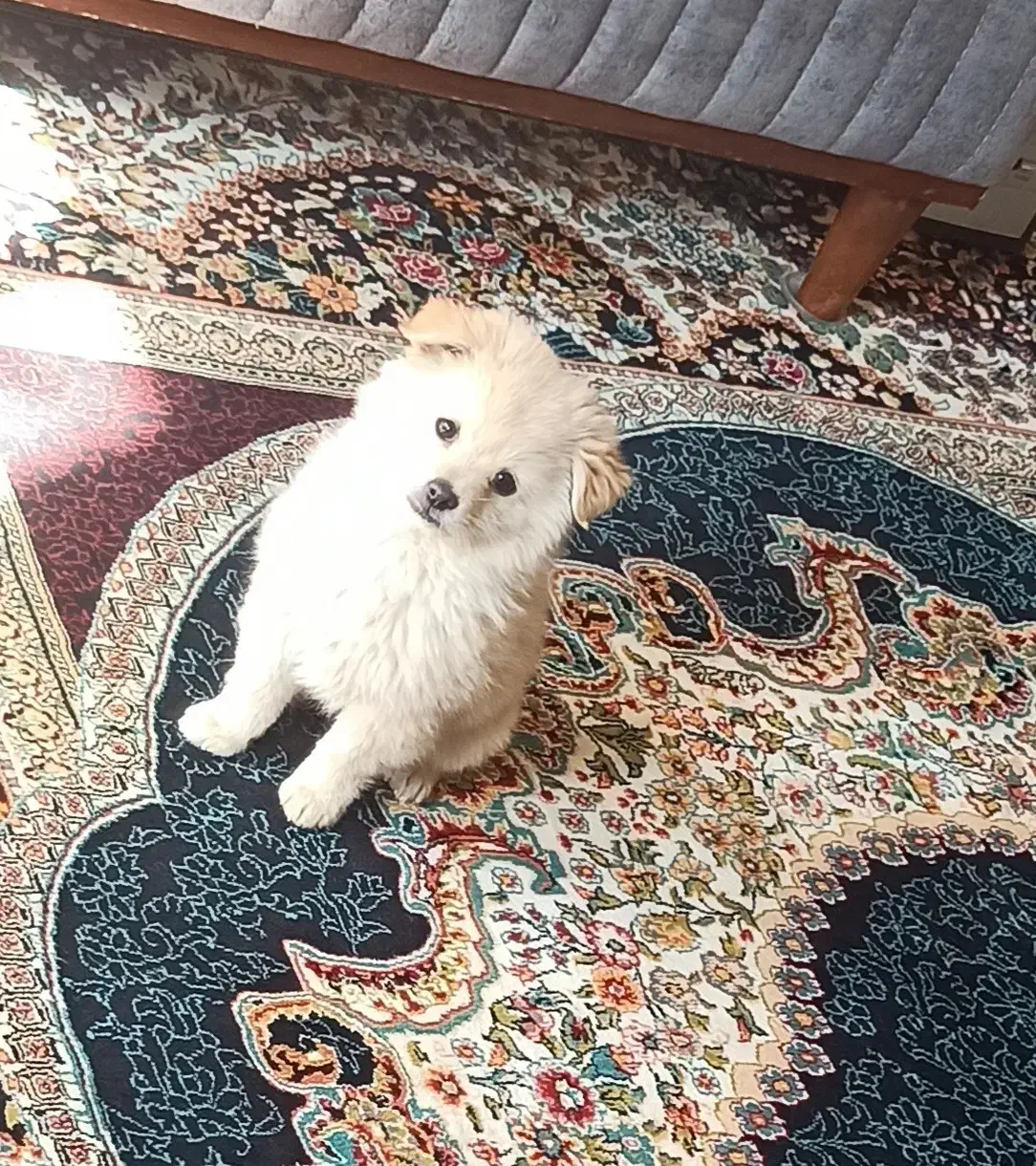 توله پامرین|سگ|تهران, کیانشهر|دیوار