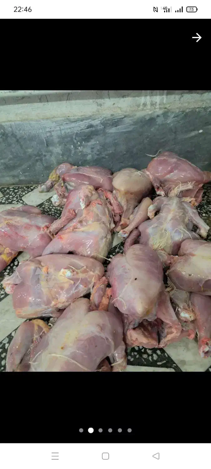 غذا سگ مرغ|لوازم جانبی حیوانات|ساری, |دیوار