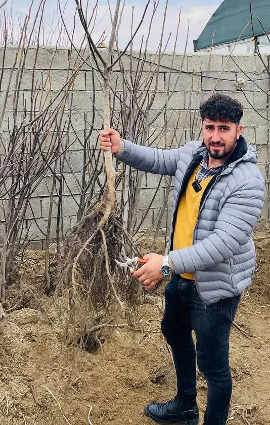 نهالستان فراز نهال /انواع نهال پیوندی /گردو انگور|گل و گیاه طبیعی|نوشهر, |دیوار