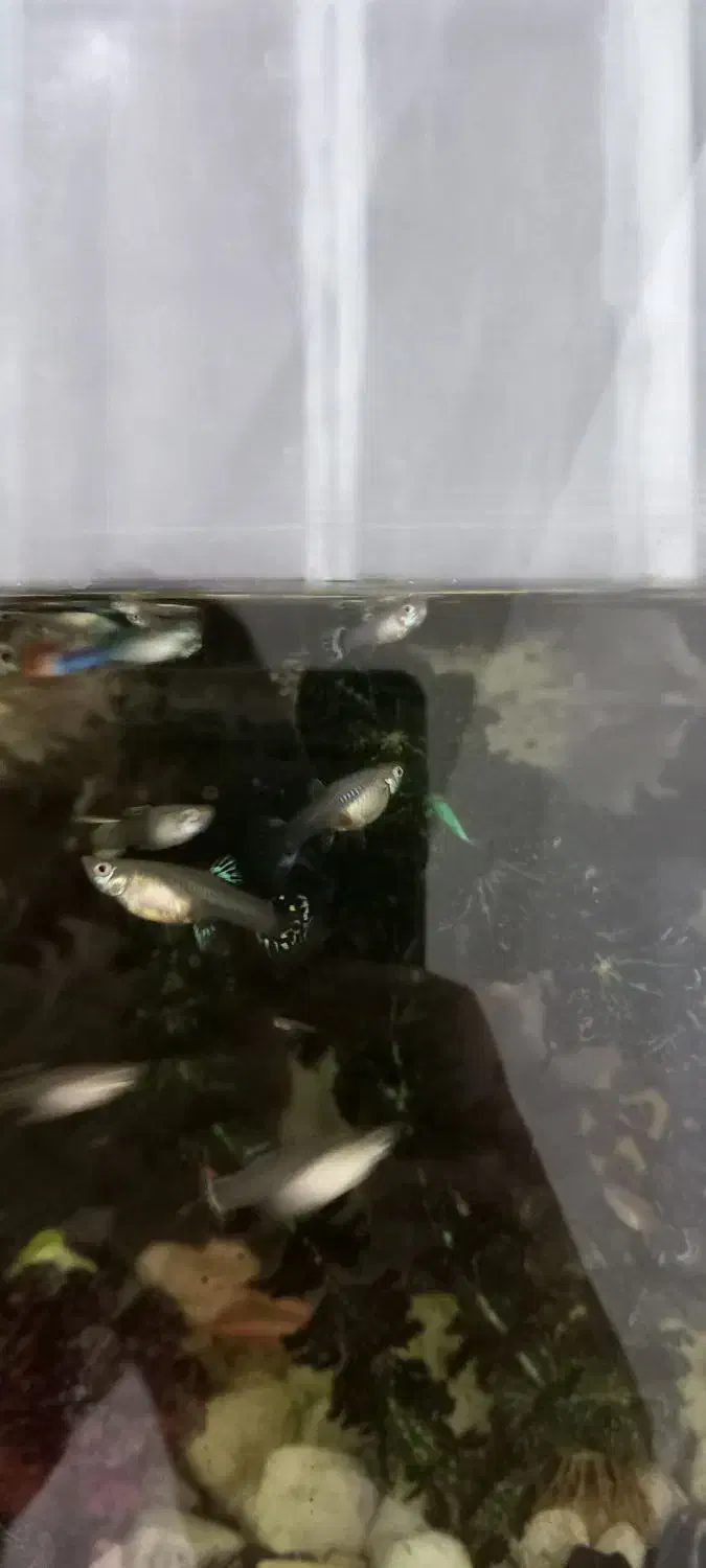 ماهی گوپی ماده|ماهی|مشهد, شهرک مطهری|دیوار