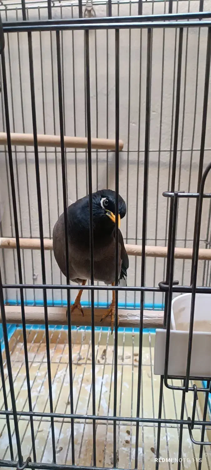 مینا سخنگو|پرنده|تهران, انبار نفت|دیوار