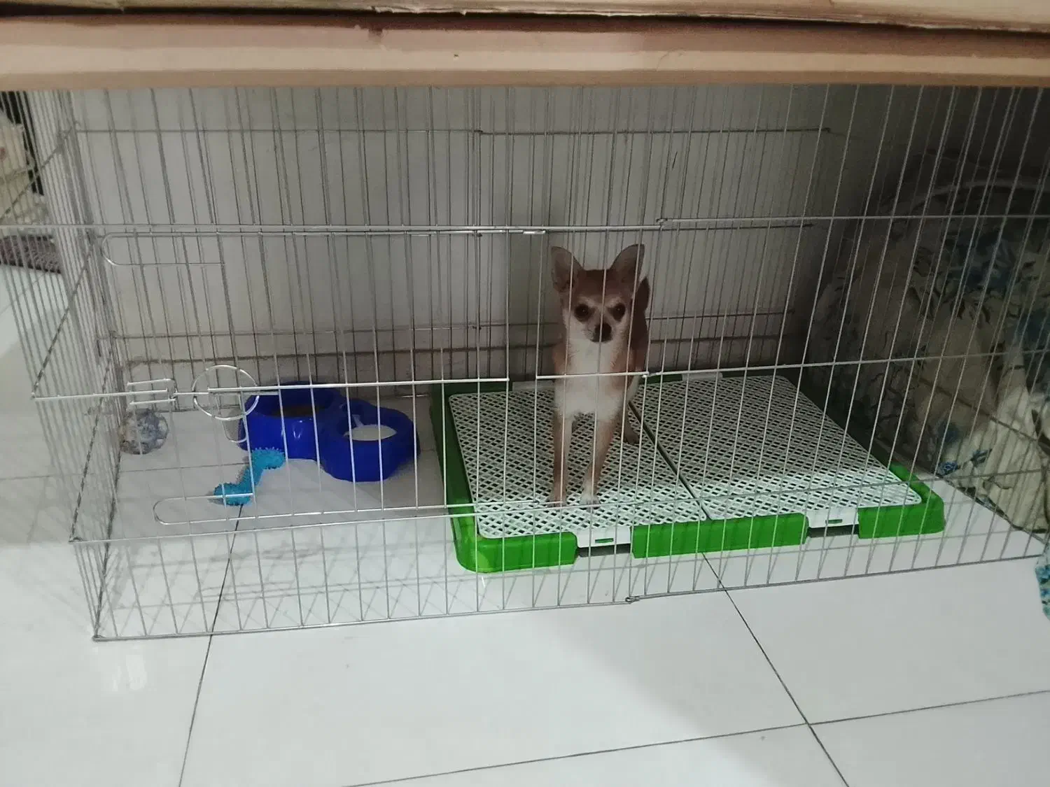 سگ شیواواقیمت33تخفیف کوچیکم دارع|سگ|ری, صفاییه (چشمه علی)|دیوار