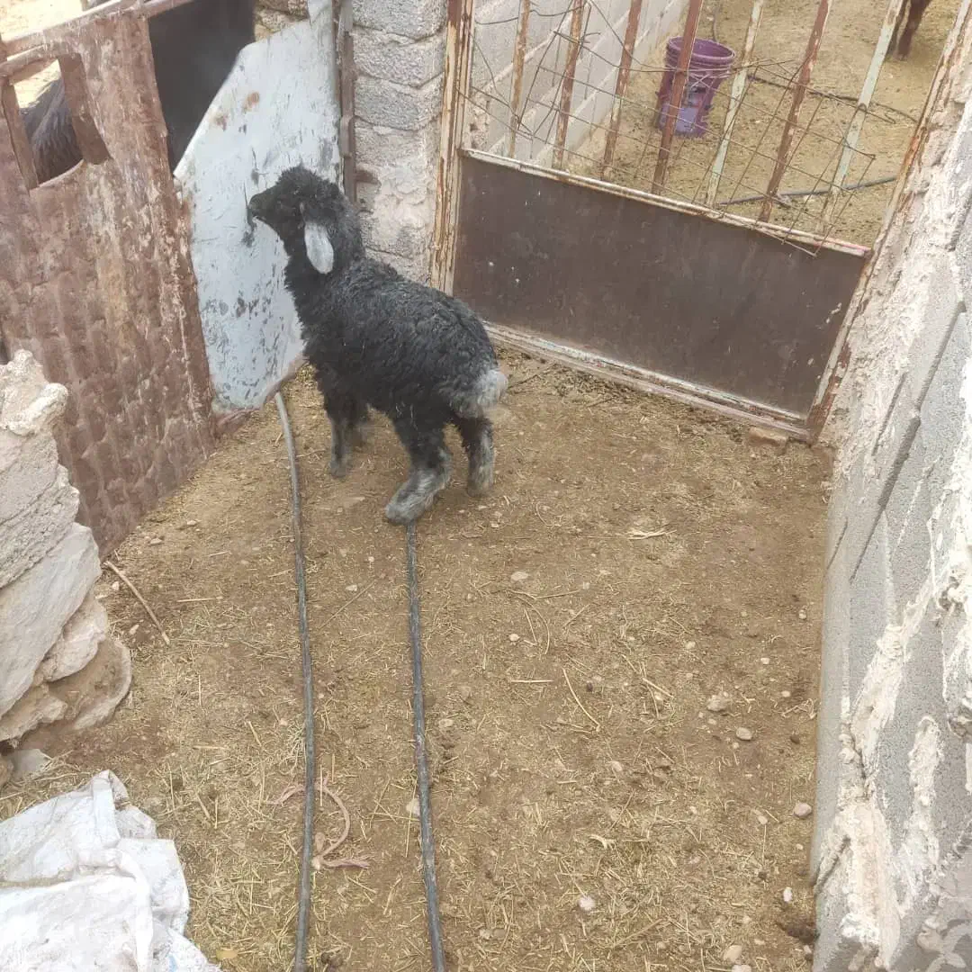 بره ماده|حیوانات مزرعه|داراب, |دیوار