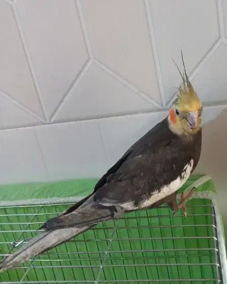 عروس هلندی|پرنده|قم, شهرک مهدیه (مدرس)|دیوار