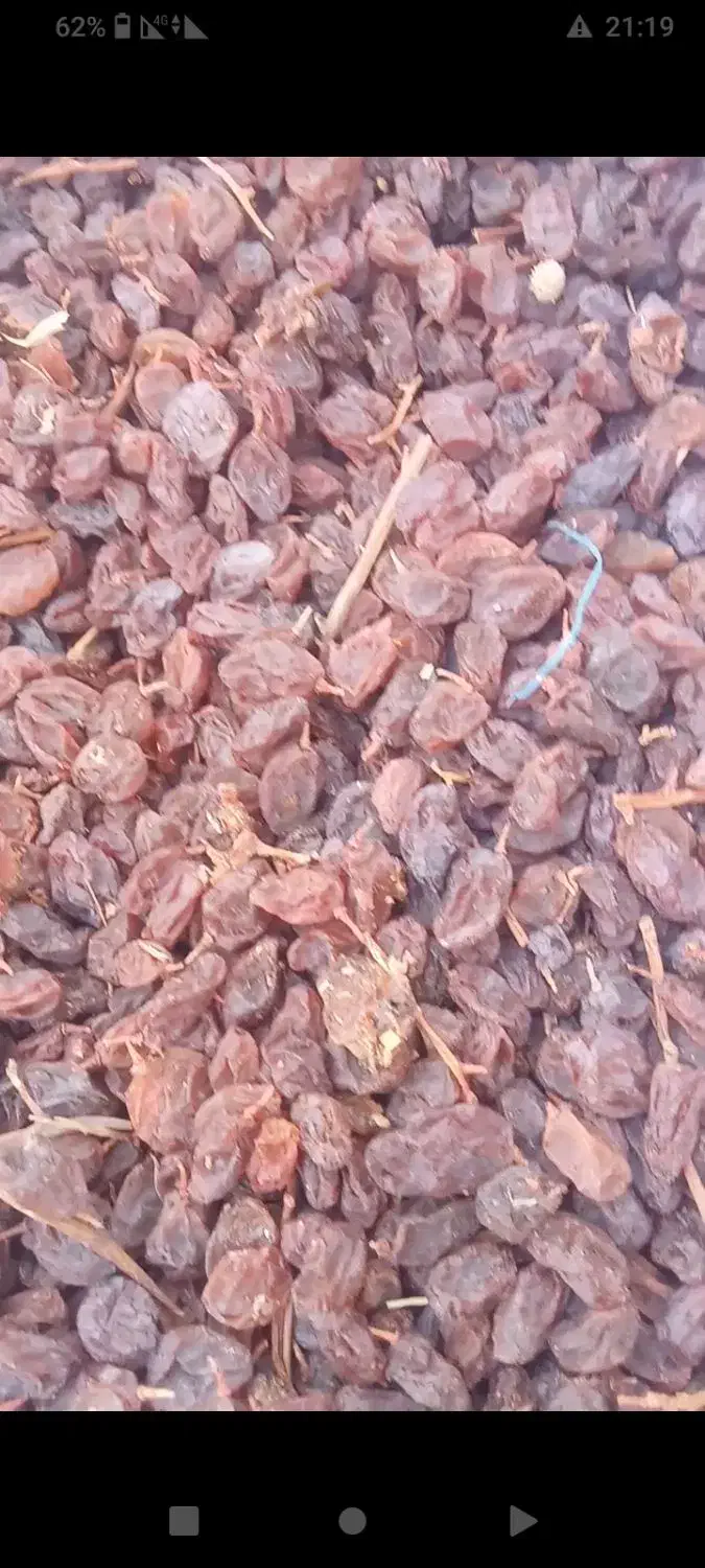 فروش کشمش عسکری|خوردنی و آشامیدنی|بیضا, |دیوار