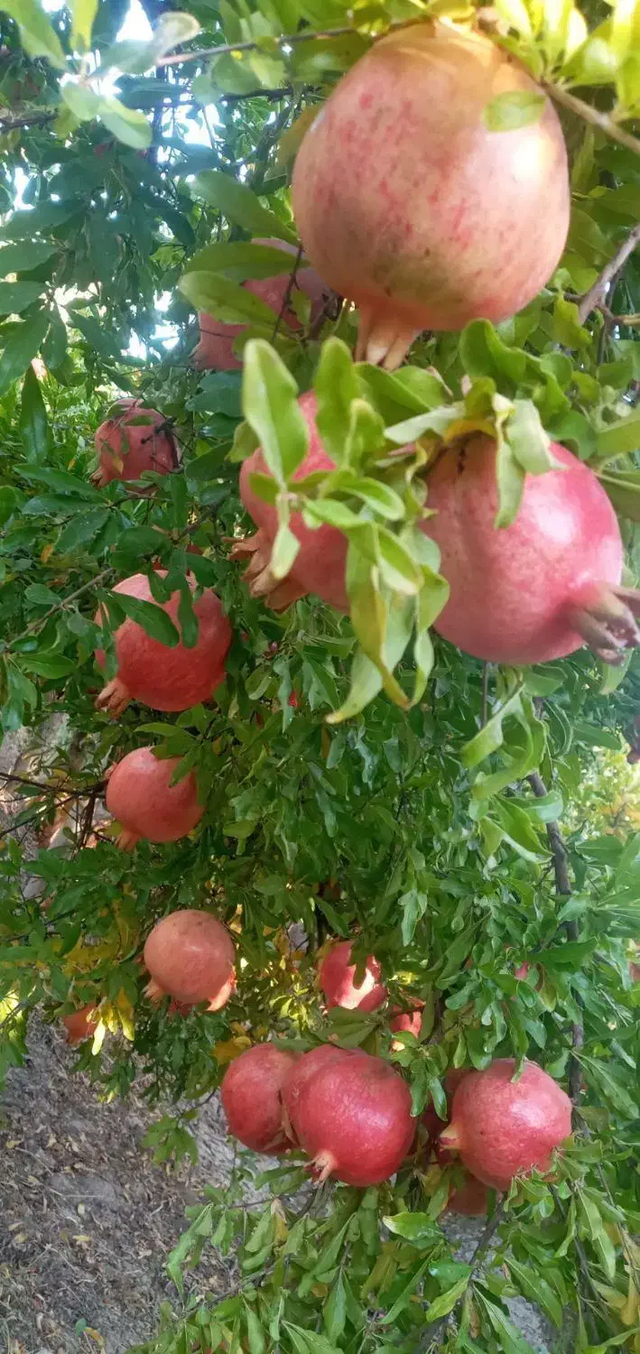 انار کوهنانی درجه یک چین اول|خوردنی و آشامیدنی|کوهدشت, |دیوار