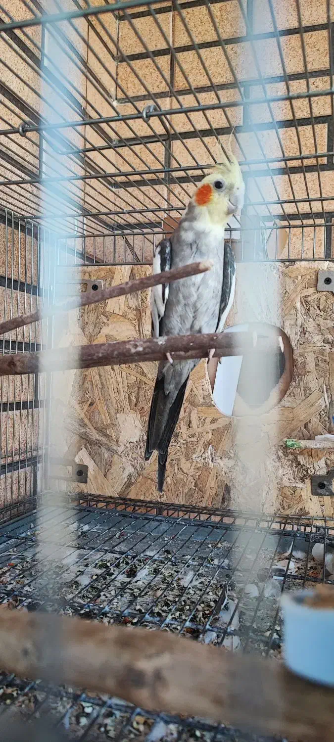 یه جفت عروس هلندی با جوجه|پرنده|پیر بکران, |دیوار