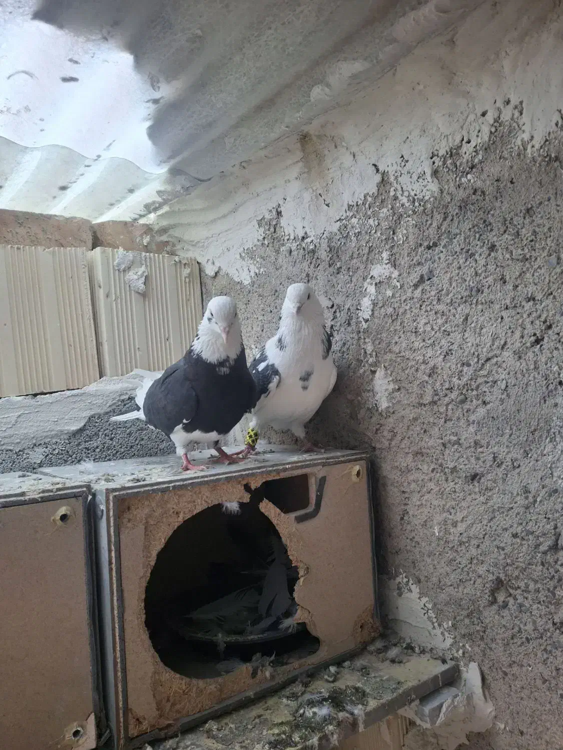 کبوتر تهرانی|پرنده|صوفیان, |دیوار