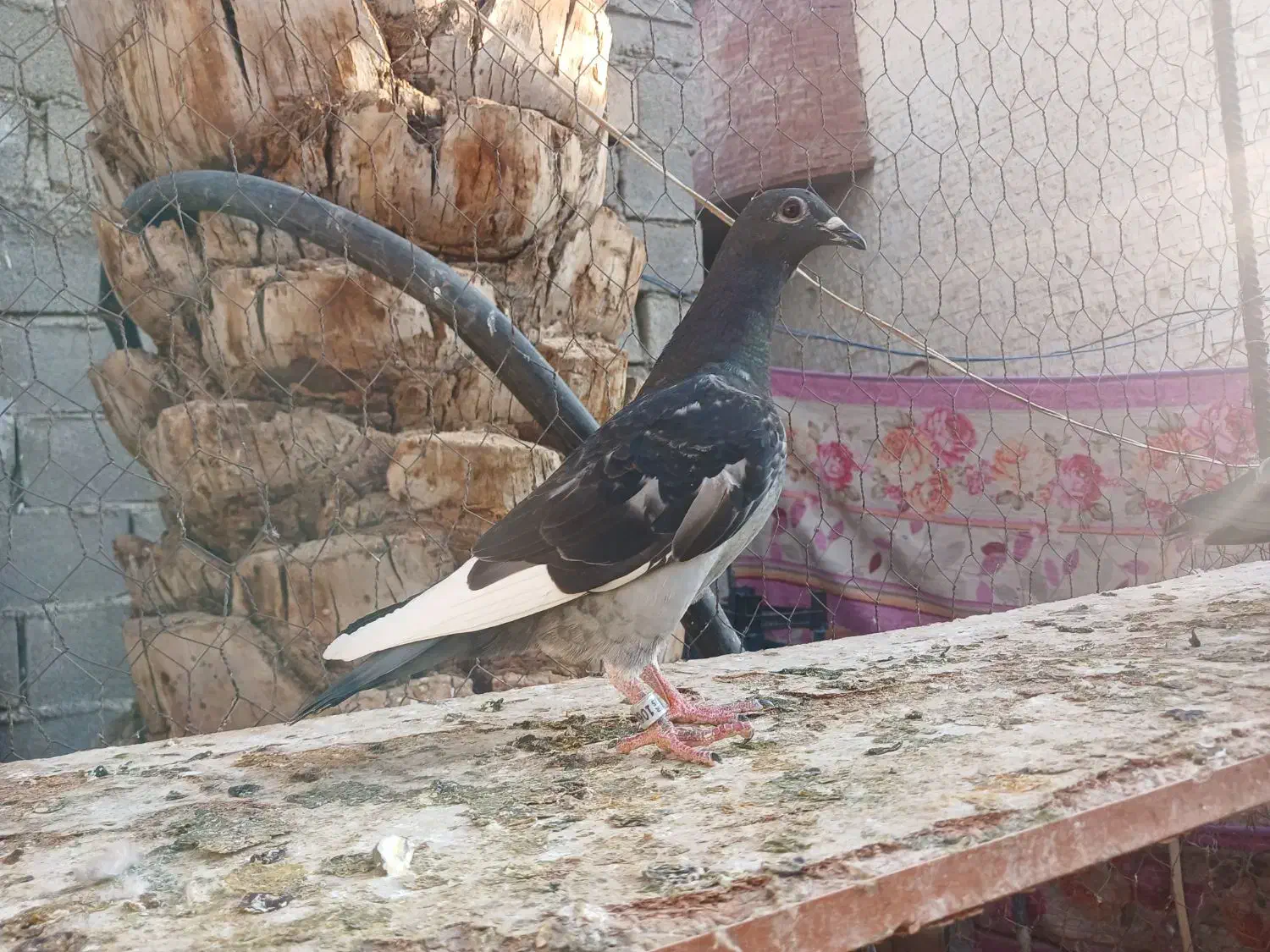 جوجه پلاکی|پرنده|خرمشهر, |دیوار