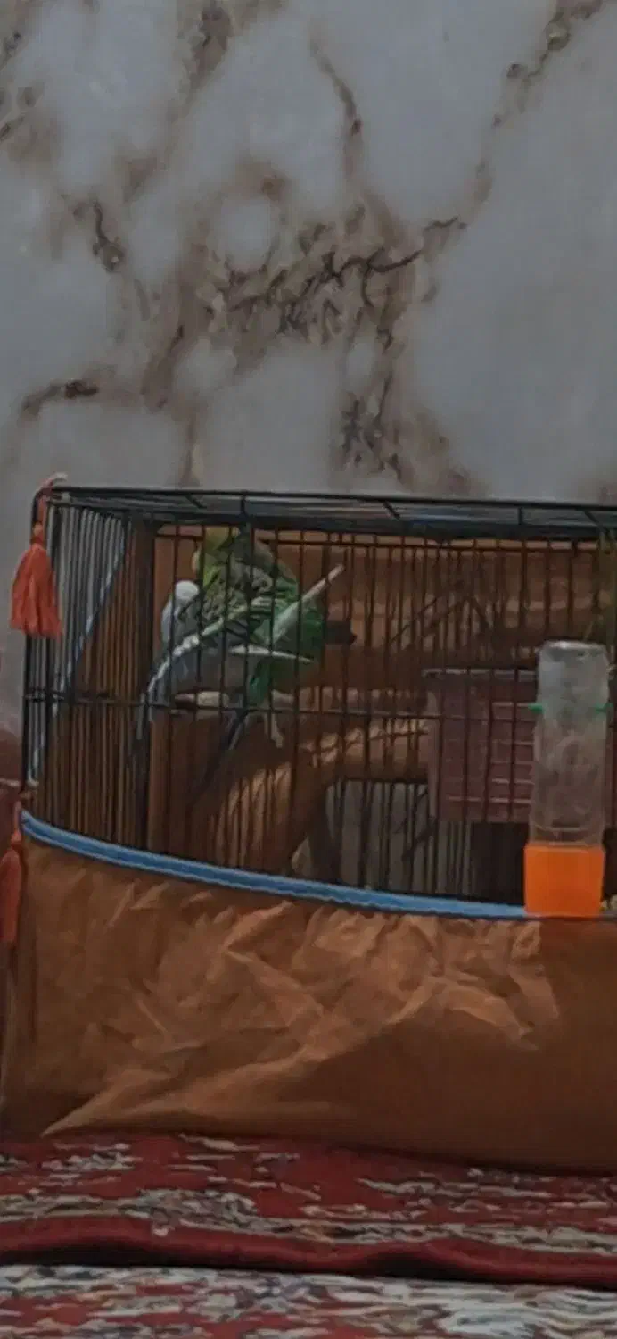 مرغ عشق|پرنده|بندر ماهشهر, |دیوار