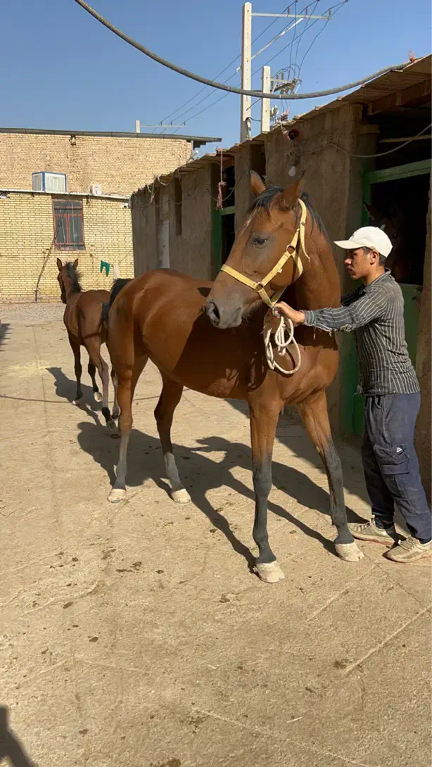فروش مادیون کورسی براری و کره نریون|اسب و تجهیزات اسب‌سواری|یزد, |دیوار