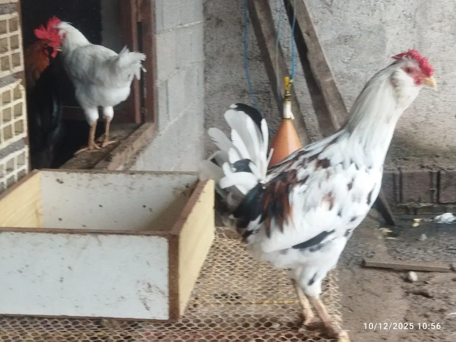 خروس گلین اصیل|حیوانات مزرعه|رشت, تازه آباد|دیوار