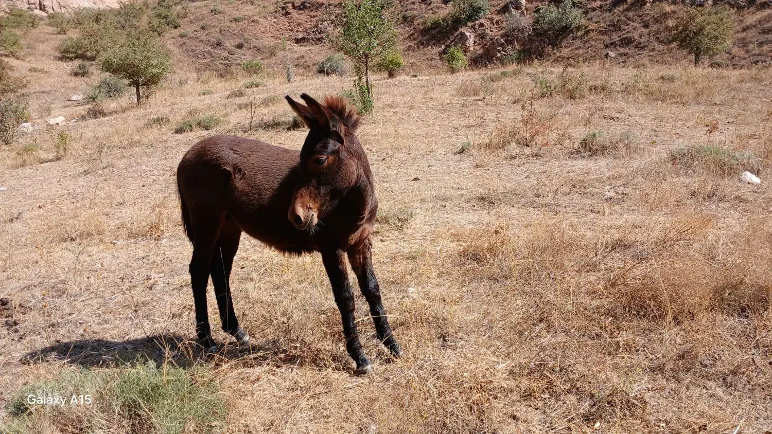 قاطر|حیوانات مزرعه|شاهرود (اردبیل), |دیوار