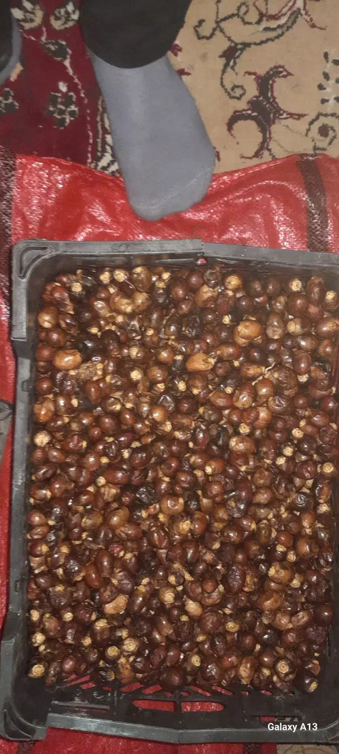 خرما .رطب|خوردنی و آشامیدنی|اهواز, شهرک رزمندگان|دیوار