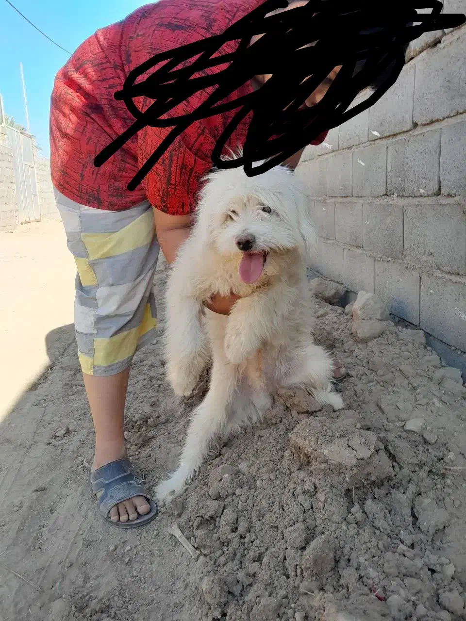 واگذاری سگ باکوتاه|سگ|بافق, |دیوار