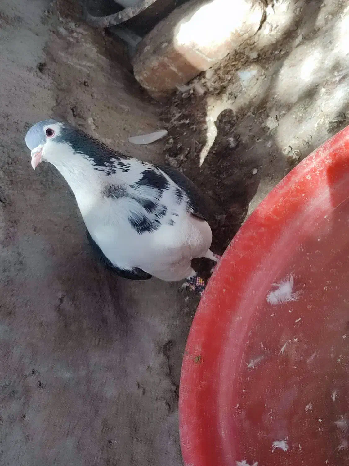 کبوتر|پرنده|سراوان, |دیوار