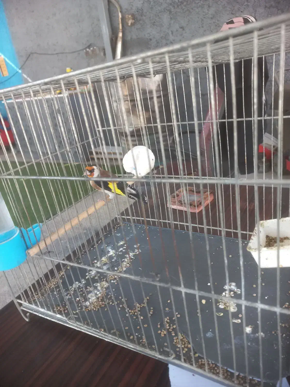 سهره جفتی تولک|پرنده|دماوند, دماوند|دیوار