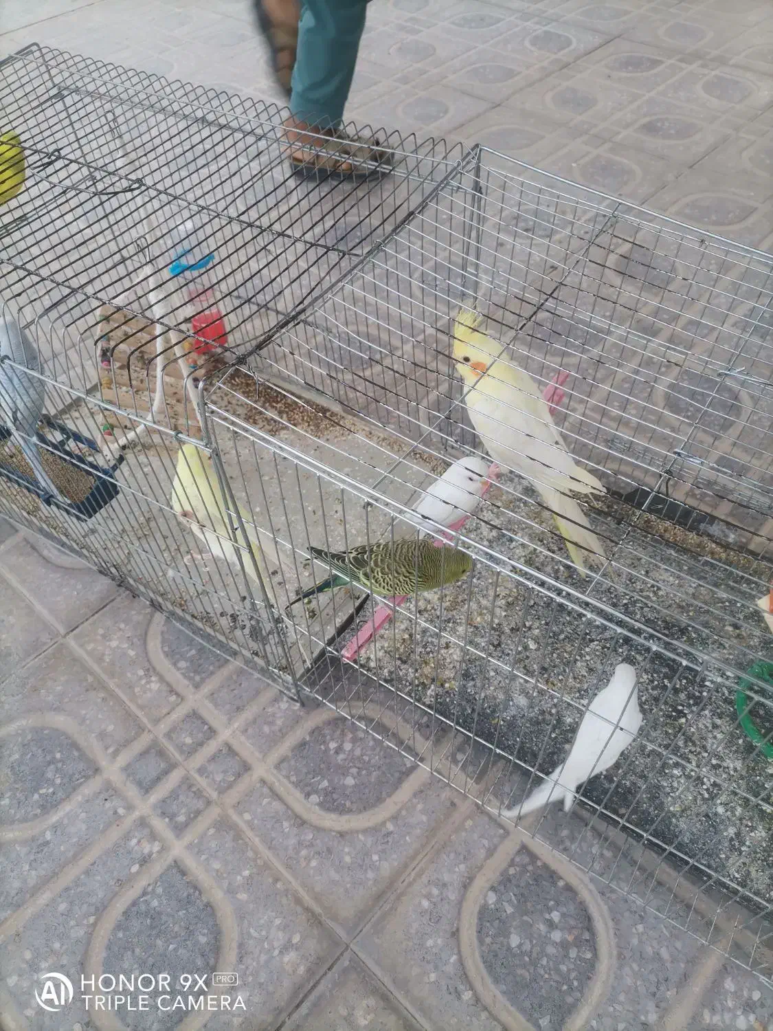 مرغ عشق|پرنده|دهدشت, |دیوار