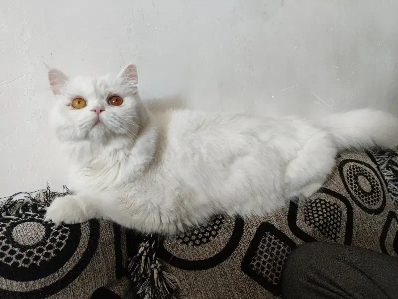 فروش گربه پرشین|گربه|کرمان, |دیوار