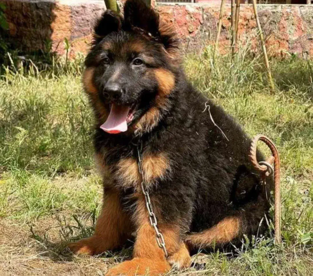 واگذاری توله ژرمن شولاین کینگ سایز ۳ ماهه|سگ|تهران, جوانمردان (اندیشه)|دیوار